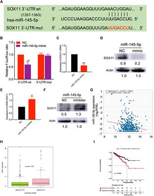 miR-145-5p Inhibits Neuroendocrine Differentiation and Tumor Growth by Regulating the SOX11/MYCN Axis in Prostate cancer